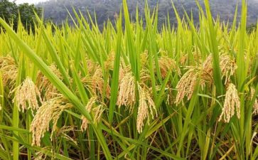 粮食安全宣传总结6篇