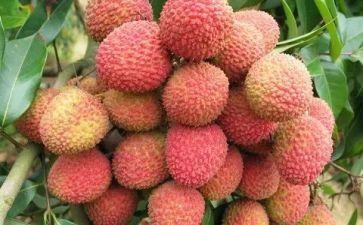 荔枝肉作文7篇