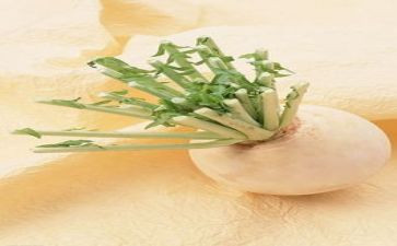 种萝卜教案及反思6篇