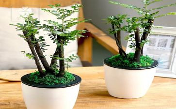 我是绿色作文5篇