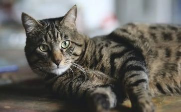 音乐课小猫钓鱼教案6篇