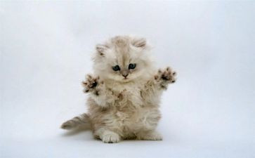 野猫的教案7篇