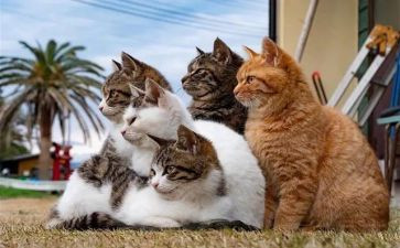 熊猫作文精选7篇