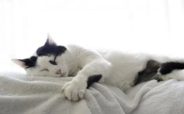 小学科学《猫》教学反思5篇