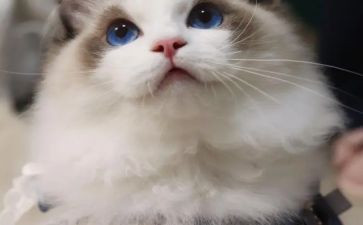 介绍一种动物猫作文6篇