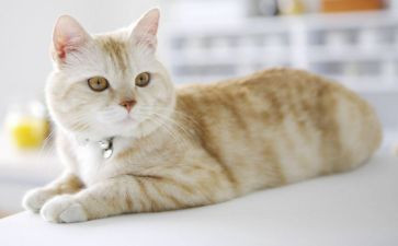 天猫工作总结优质8篇