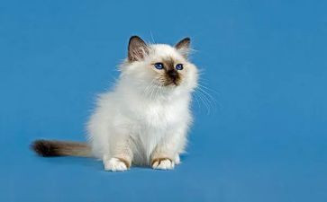 写熊猫的作文100字5篇