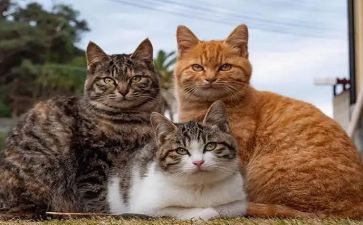 猫捉老鼠小班教案8篇