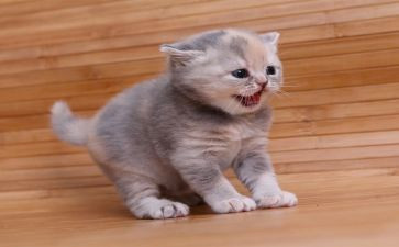 小学生作文小猫300字作文6篇