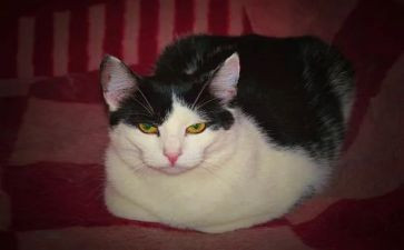 写小猫的作文通用7篇