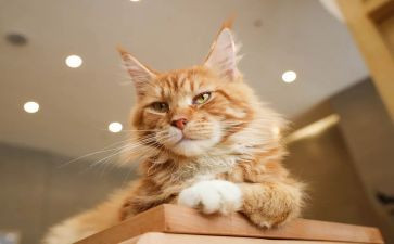 躲猫猫教案8篇