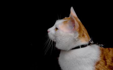 熊猫小四的作文6篇