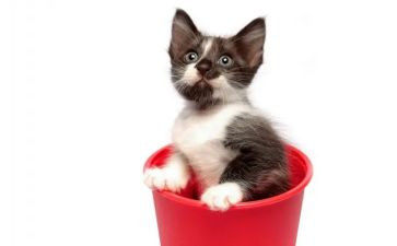 郑振铎《猫》的读后感8篇