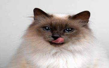 小班音乐找小猫音乐教案精选6篇