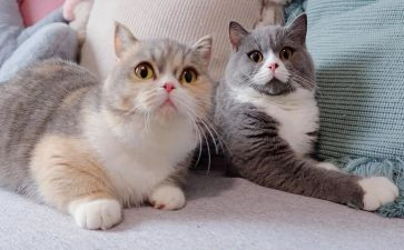 熊猫小四的作文优秀8篇