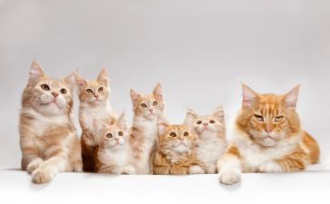猫和老鼠小班音乐教案5篇