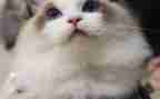 三年级写熊猫的作文6篇