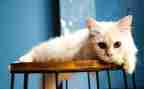 初中语文《猫》教学反思8篇