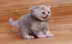 小学生作文小猫300字作文6篇