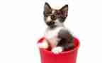 《猫》读后感500字作文优质8篇