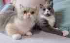 熊猫小四的作文优秀8篇