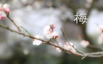 桂梅先进事迹心得体会精选8篇