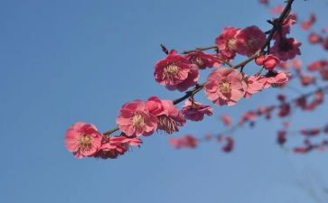 摘杨梅作文优质6篇
