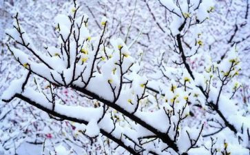 梅兰芳教学反思5篇