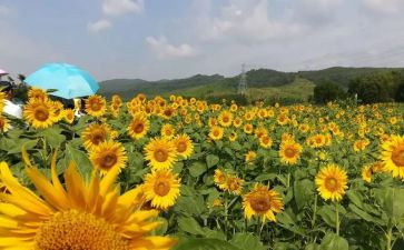 美工室活动教案8篇