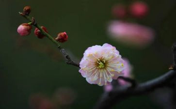 梅花树作文600字8篇