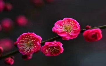 我欣赏的梅花作文5篇