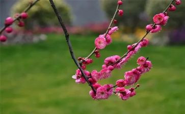 腊梅花小班教案5篇