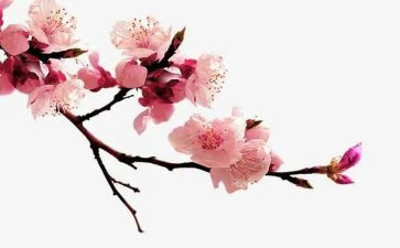 《梅花魂》的作文105模板7篇