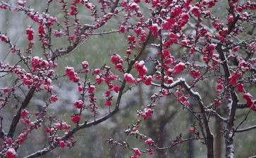 蜡梅花教案模板8篇