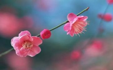 梅花树作文600字参考5篇