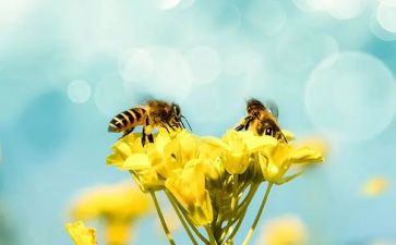 小蜜蜂教案推荐6篇