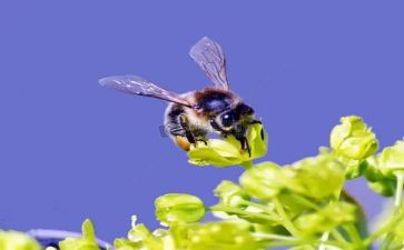 蜜蜂与花教案模板7篇