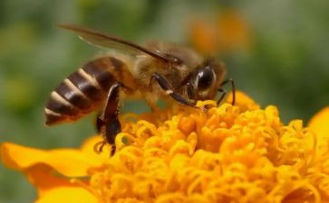 小蜜蜂教案参考5篇