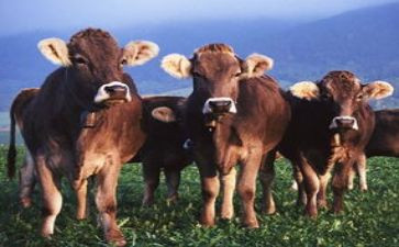 小奶牛的作文7篇