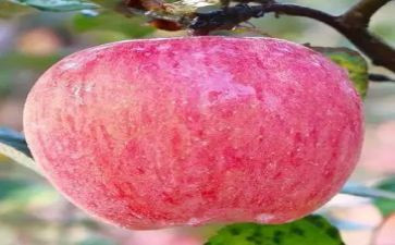 吃苹果数学教案8篇