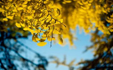 中秋节和大学生搞活动总结6篇