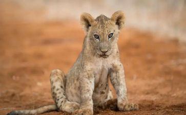 幼儿园音乐狮王进行曲教案5篇