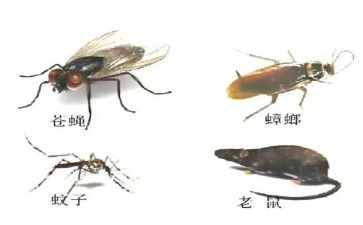 除四害年度总结5篇