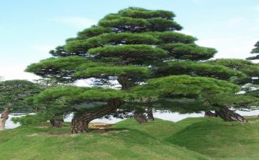 松鼠教案精选6篇