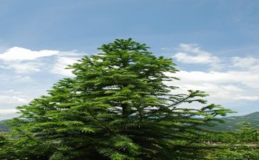 松鼠教案模板6篇