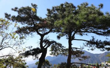 小松鼠运松果教学反思8篇