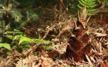 小班关于笋的教案优秀7篇