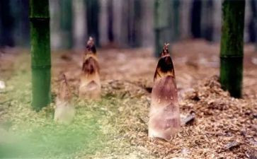 小班关于笋的教案模板6篇