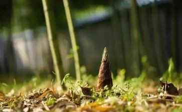 小班关于笋的教案5篇