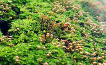 苔的作文7篇